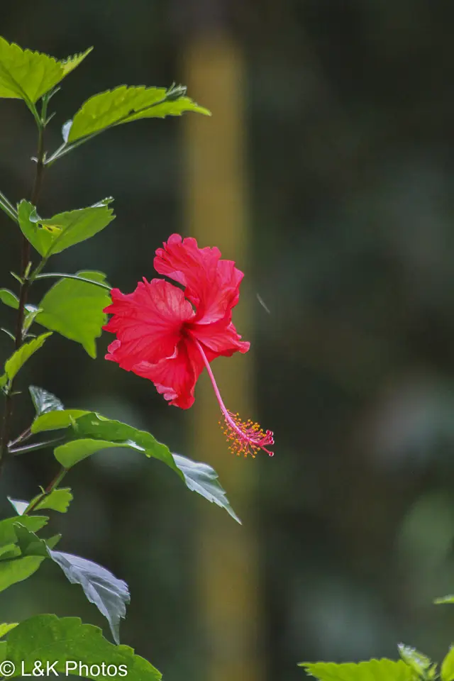 Red Hibiscus (Hibiscus × archeri)