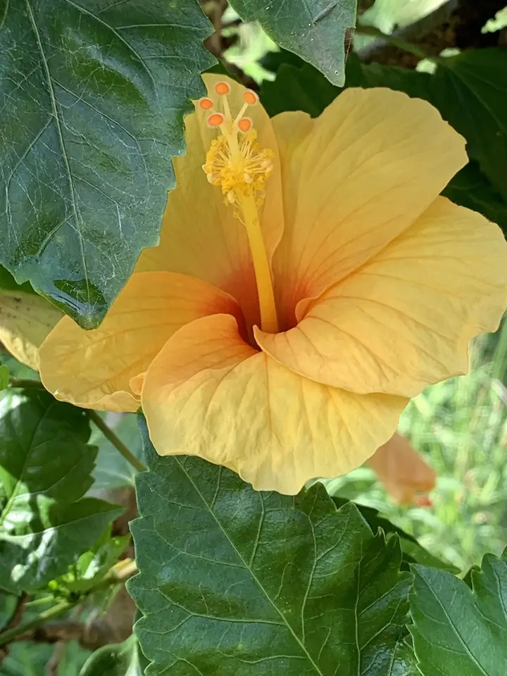 Tricolor Hibiscus (Hibiscus × rosa-sinensis)