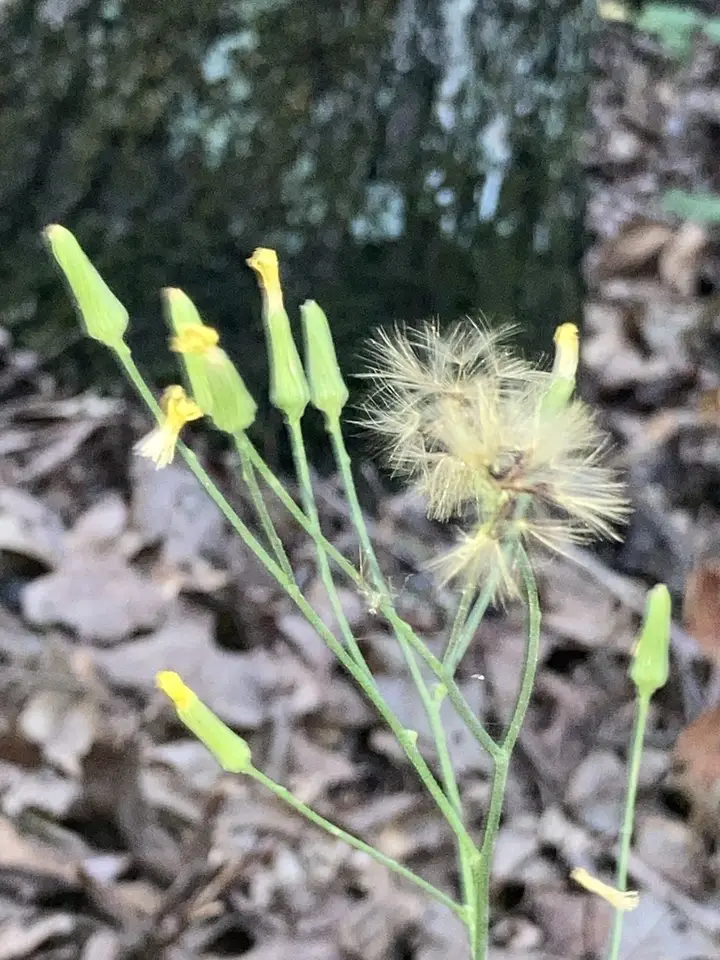 Beaked Hawkweed (Hieracium gronovii)