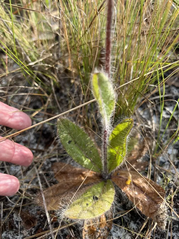 Coastal Plain Hawkweed (Hieracium megacephalon)