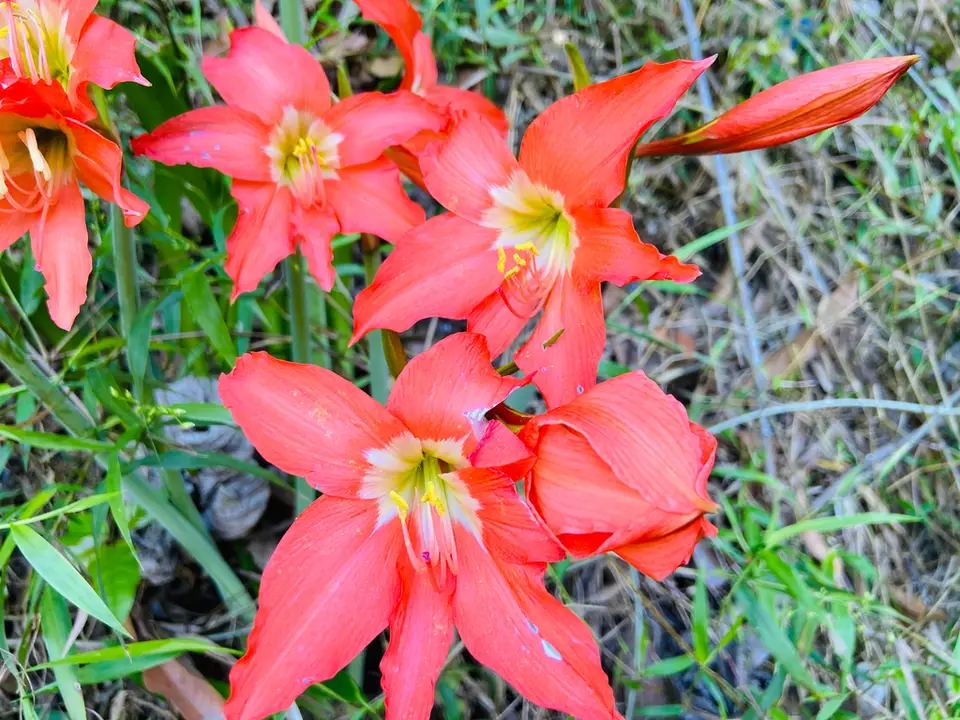 Barbados Lily (Hippeastrum puniceum)