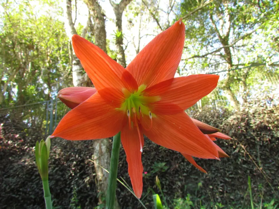 Striped Barbados Lily (Hippeastrum striatum)