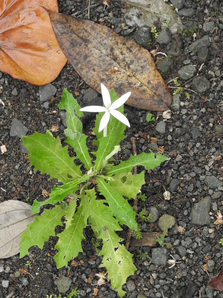 Star of Bethlehem (Hippobroma longiflora)