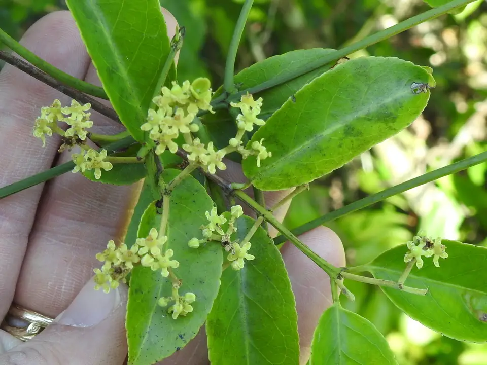 Medicine Vine (Hippocratea volubilis)