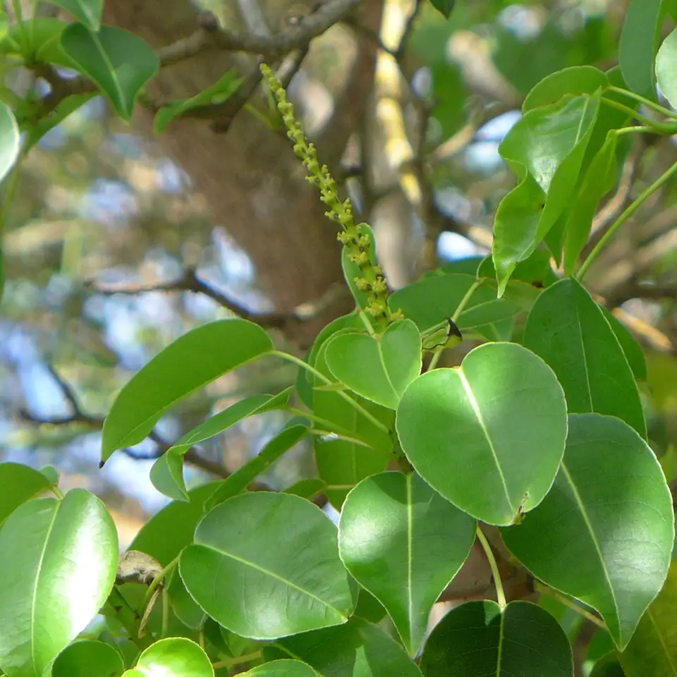 Manchineel (Hippomane mancinella)