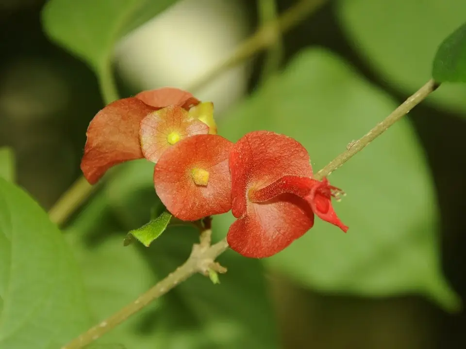 Chinese Hat Plant (Holmskioldia sanguinea)