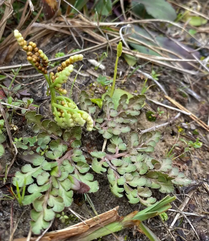 Winter Grapefern (Holubiella lunarioides)