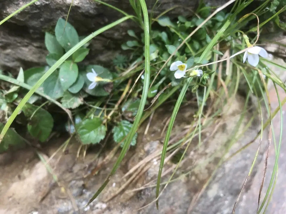 Azure Bluet (Houstonia caerulea)