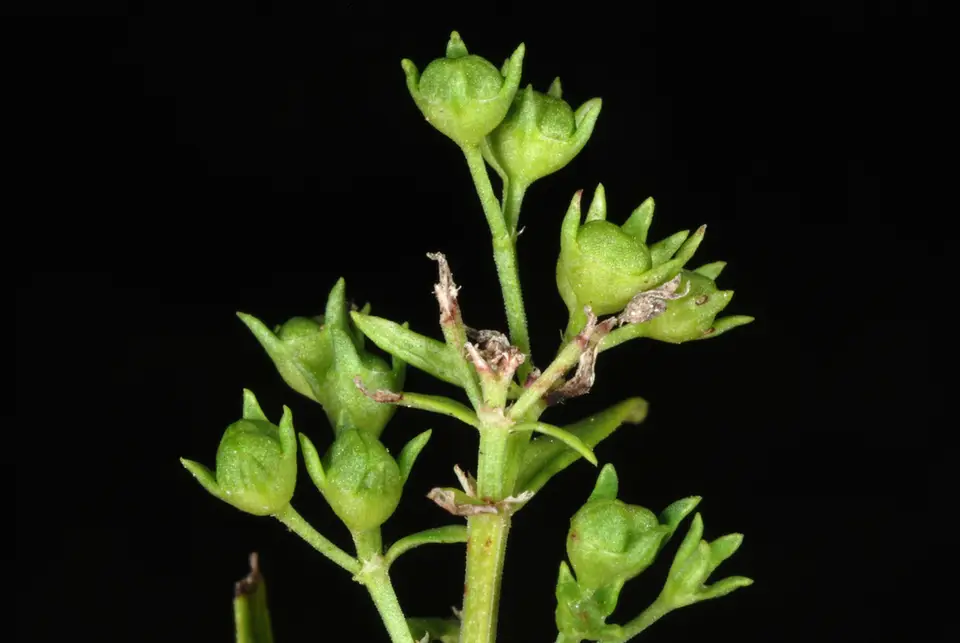 Long-Leaved Bluets (Houstonia longifolia)