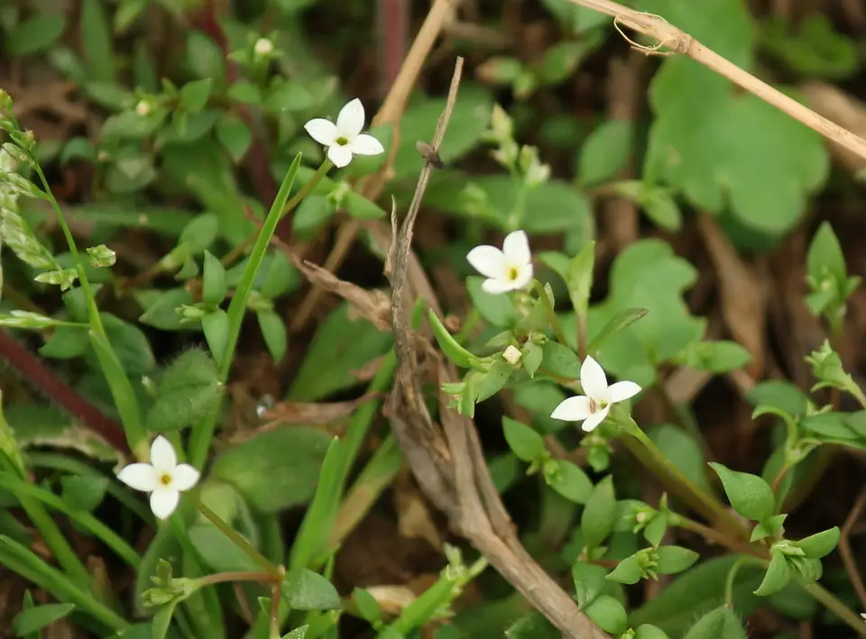 Southern Bluet (Houstonia micrantha)