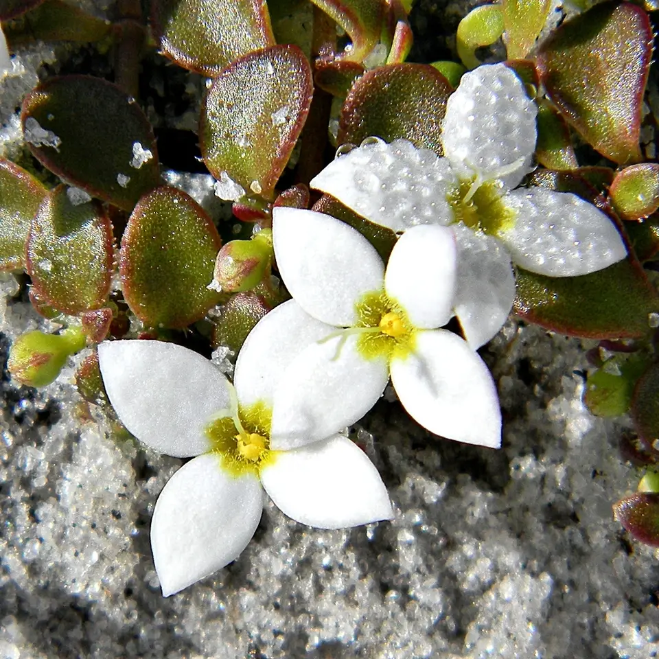 Roundleaf Bluet (Houstonia procumbens)