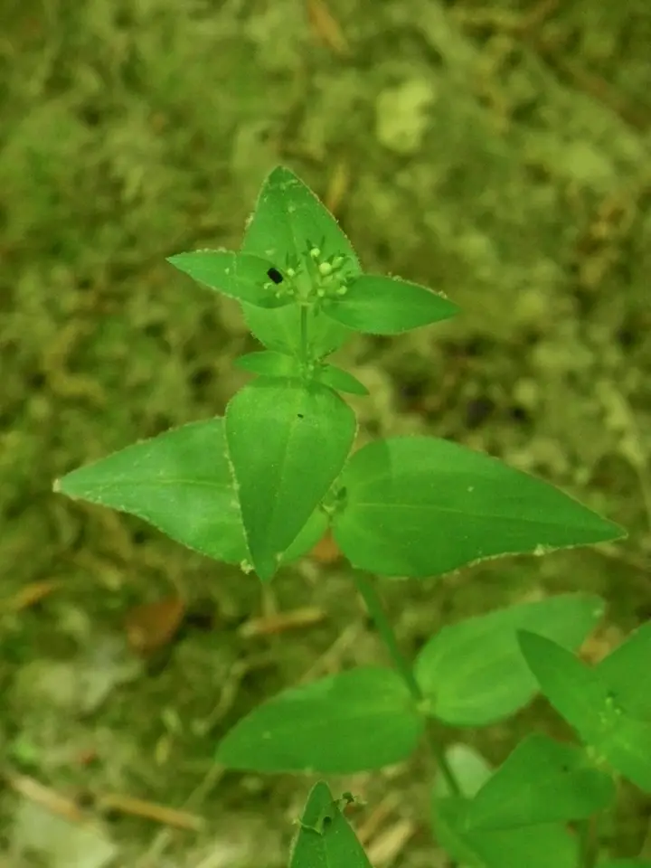 Summer Bluet (Houstonia purpurea)