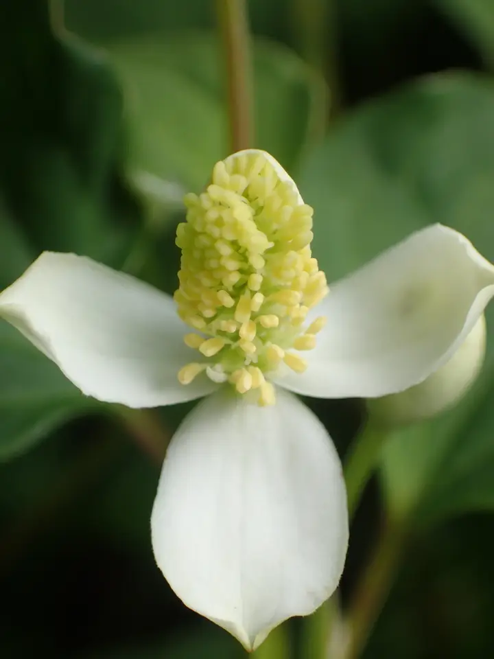 Chameleon Plant (Houttuynia cordata)