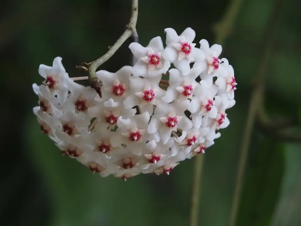 Wax Plant (Hoya carnosa)