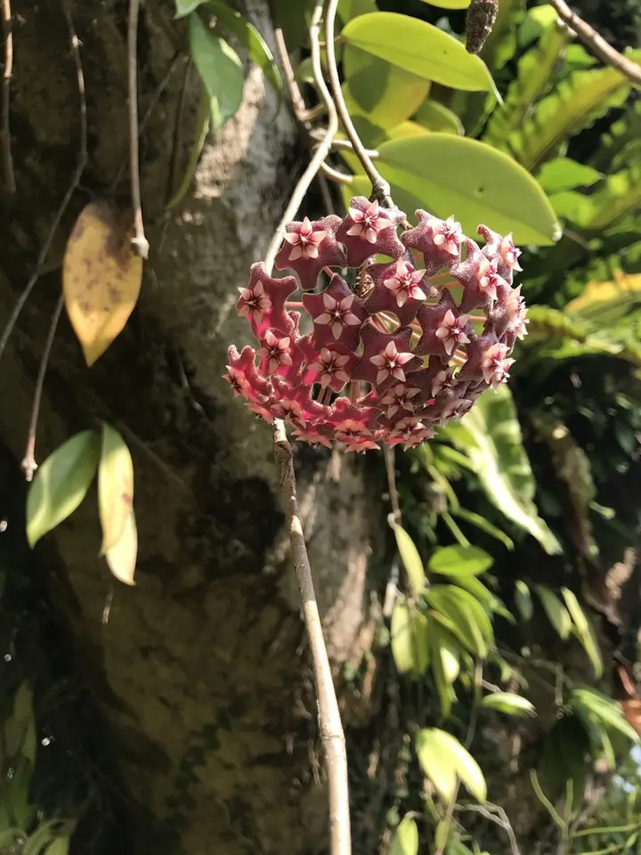 Hoya pubicalyx (Hoya pubicalyx)