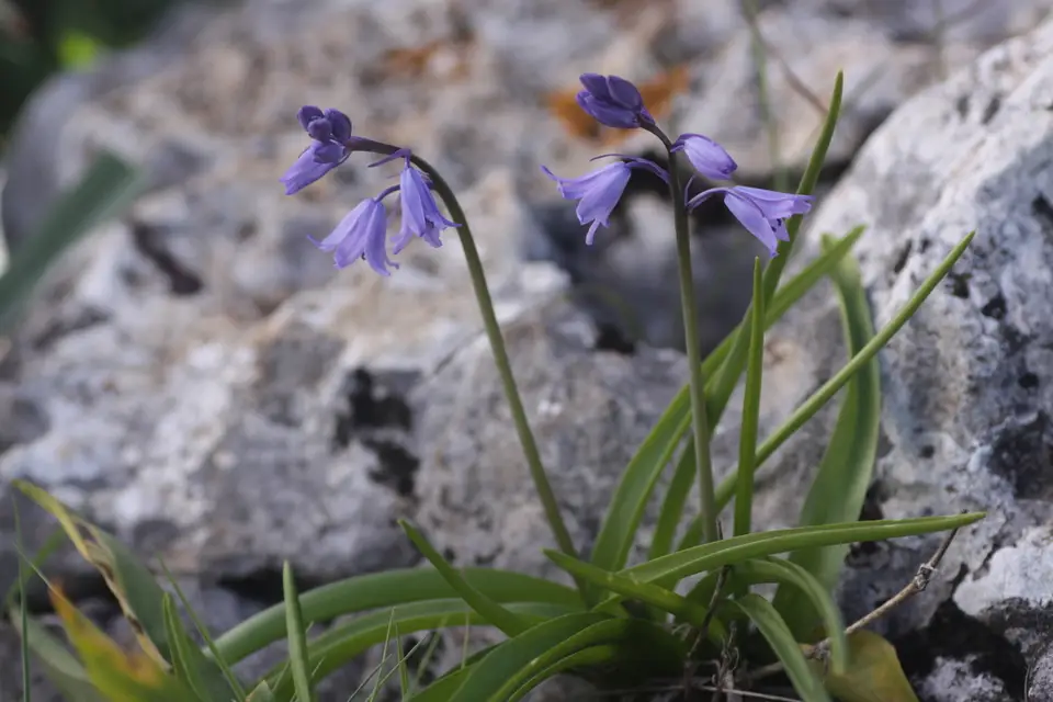 Spanish Bluebell (Hyacinthoides hispanica)