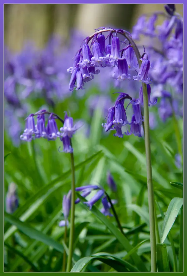 Bluebell (Hyacinthoides non-scripta)