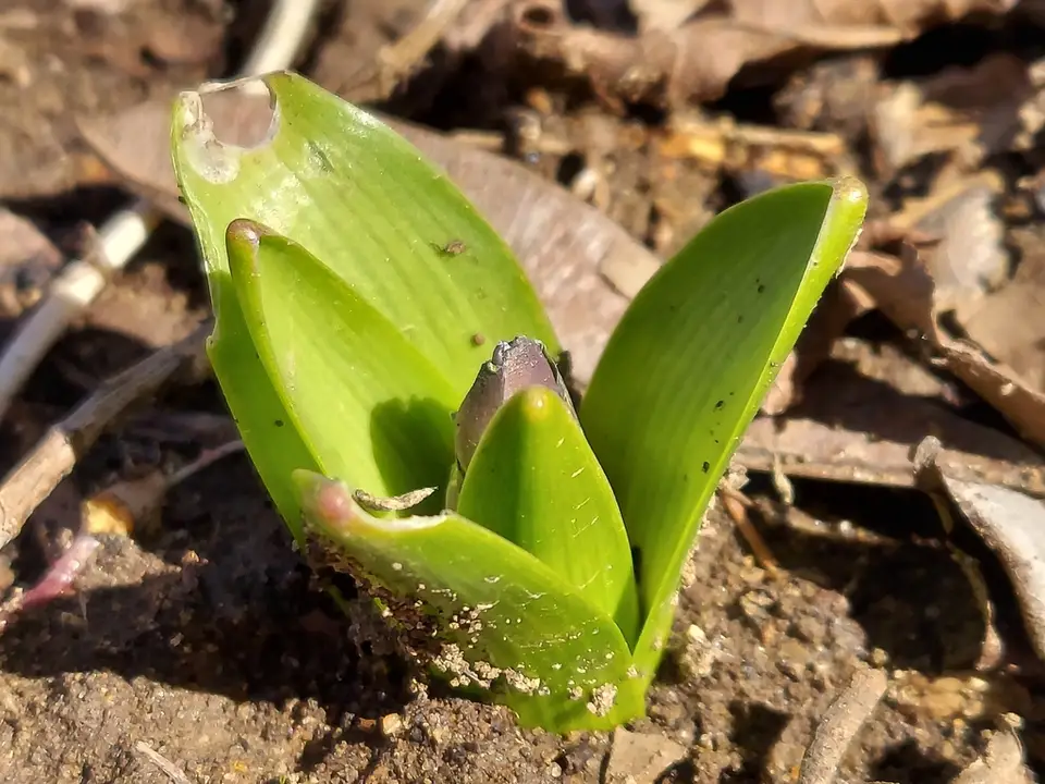 Hyacinth (Hyacinthus orientalis)