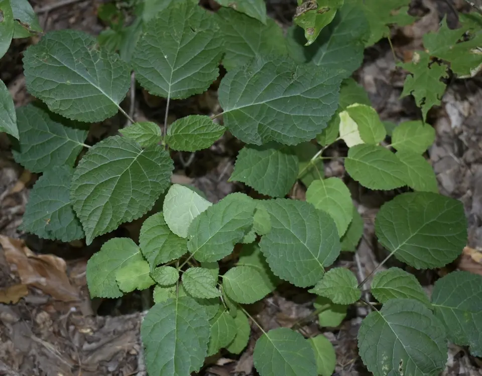 Wild Hydrangea (Hydrangea arborescens)