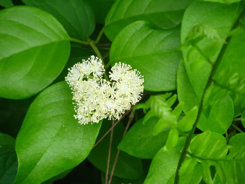 Woodvamp (Hydrangea barbara)
