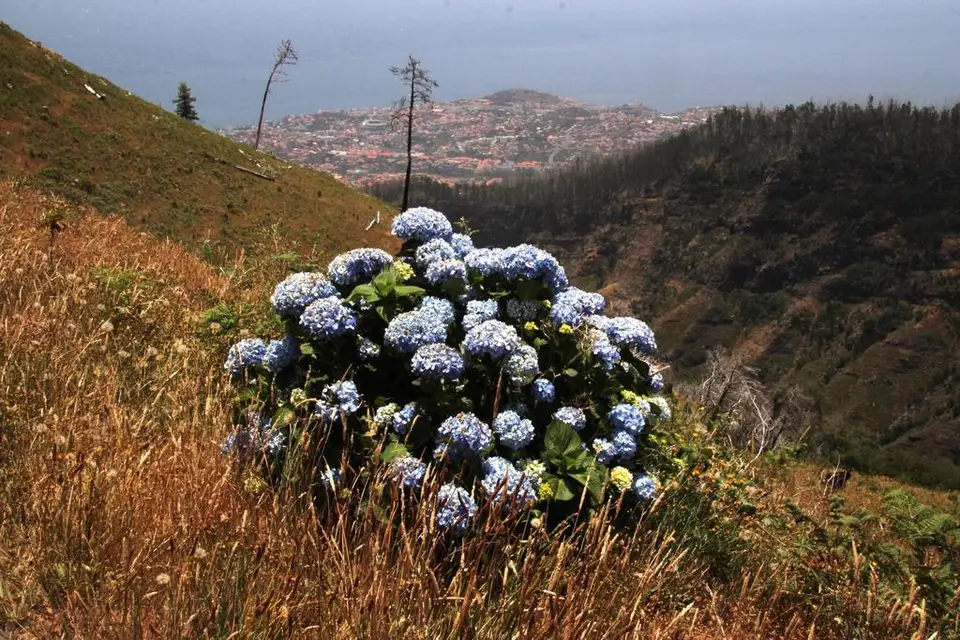 Mophead Hydrangea (Hydrangea macrophylla)