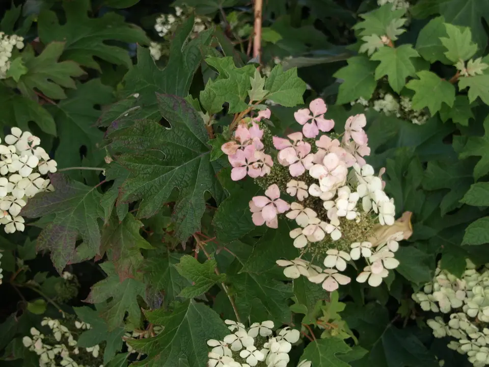 Oakleaf Hydrangea (Hydrangea quercifolia)