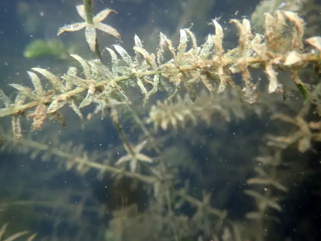 Hydrilla (Hydrilla verticillata)