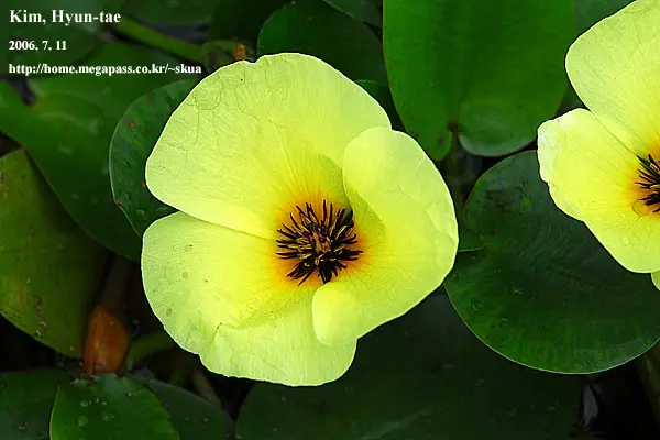 Water Poppy (Hydrocleys nymphoides)