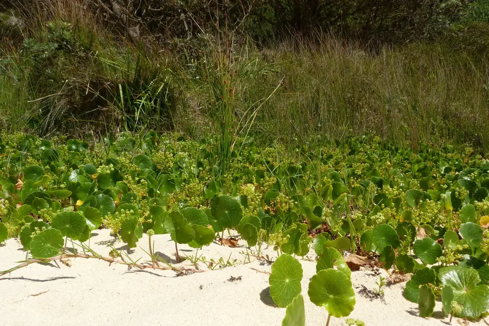 Largeleaf Pennywort (Hydrocotyle bonariensis)