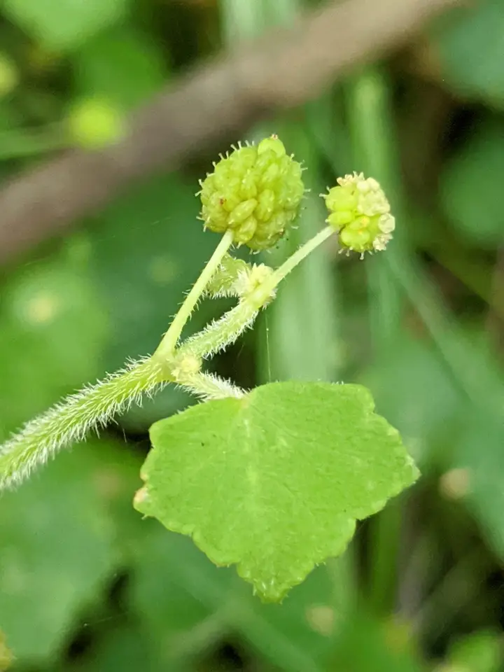Bowlesia-Leaf Pennywort (Hydrocotyle bowlesioides)