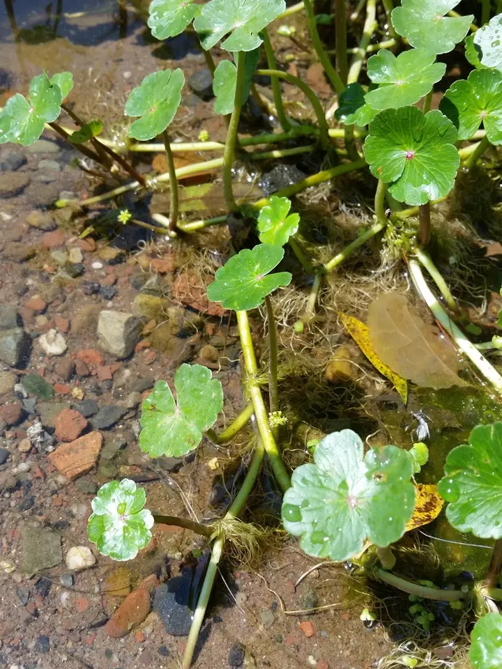 Floating Marsh Pennywort (Hydrocotyle ranunculoides)