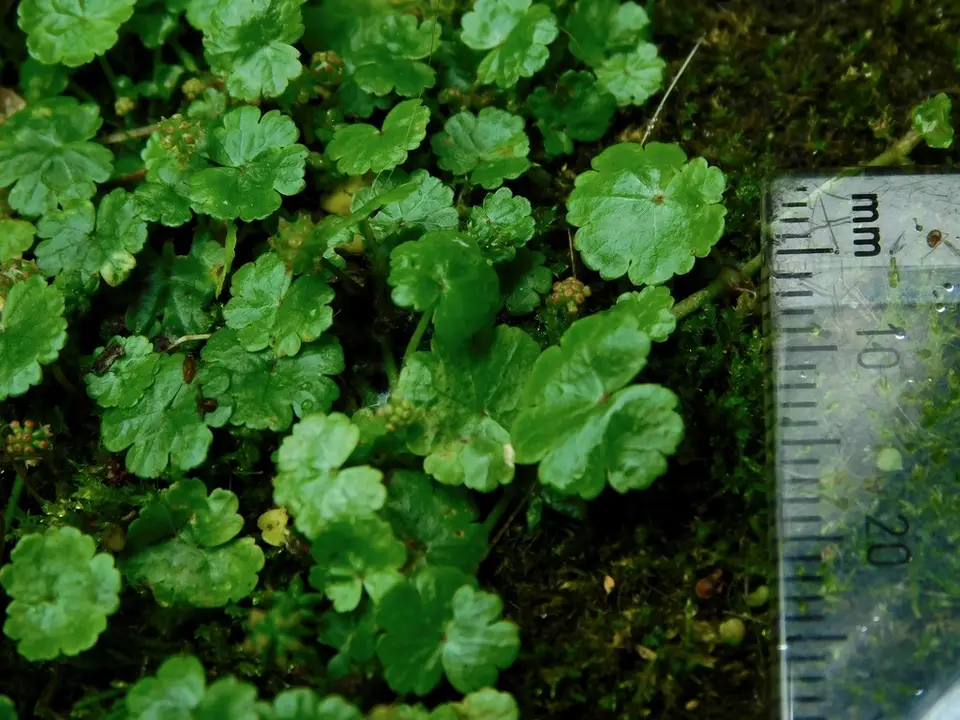 Sibthorp's Pennywort (Hydrocotyle sibthorpioides)