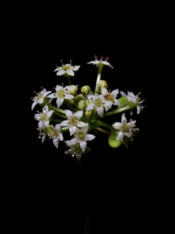 Manyflower Marshpennywort (Hydrocotyle umbellata)