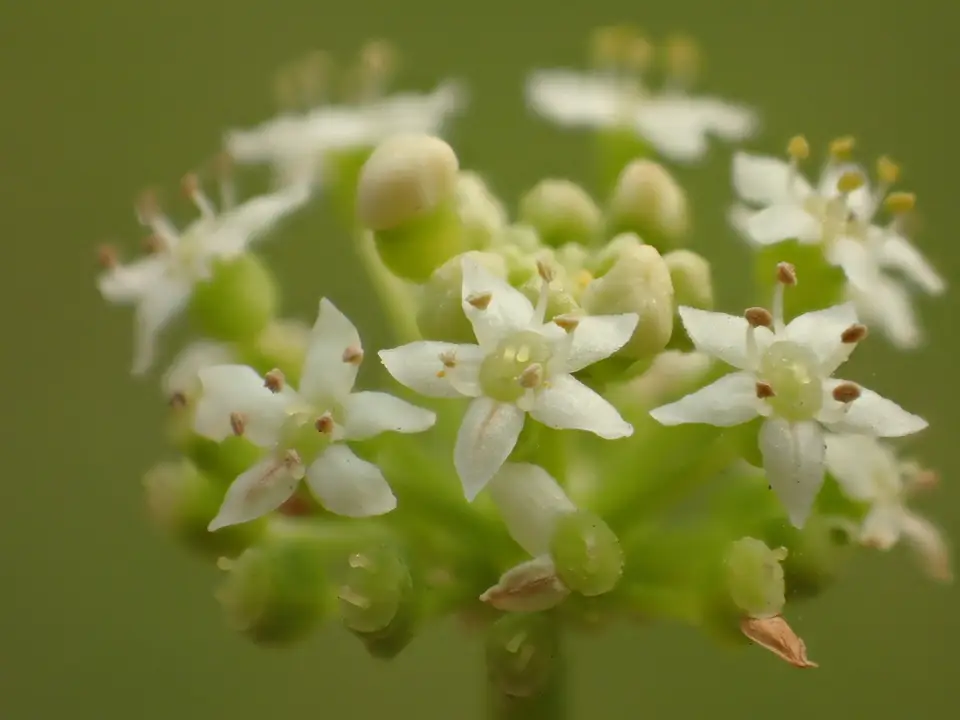 Whorled Pennywort (Hydrocotyle verticillata)