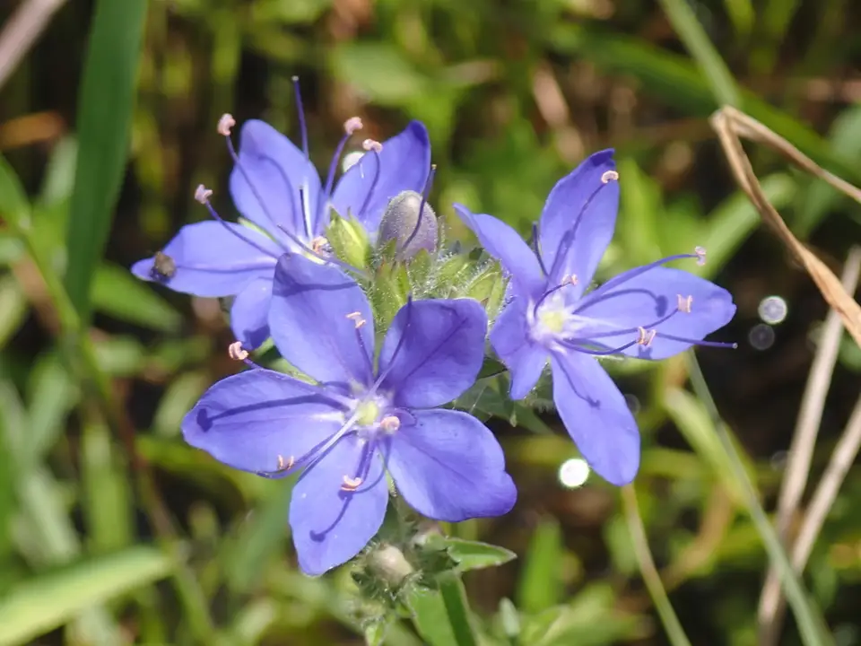 Skyflower (Hydrolea corymbosa)