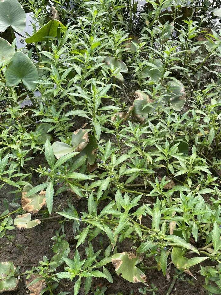 Waterpod (Hydrolea quadrivalvis)