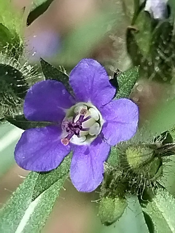 Spiny False Fiddleleaf (Hydrolea spinosa)