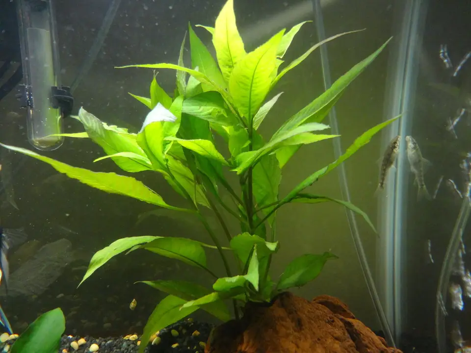 Giant Hygro (Hygrophila corymbosa)