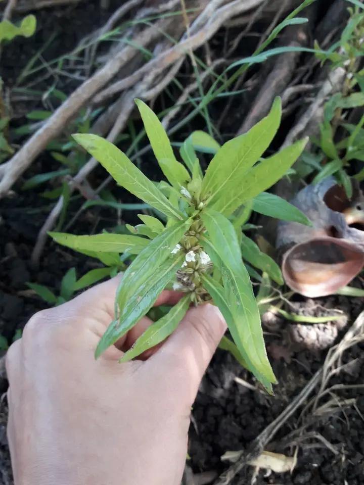 Hygrophila costata (Hygrophila costata)