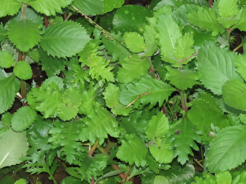 Water Wisteria (Hygrophila difformis)