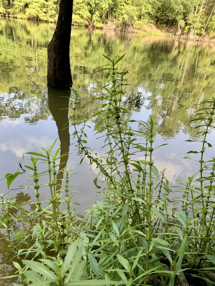 Gulf Swampweed (Hygrophila lacustris)