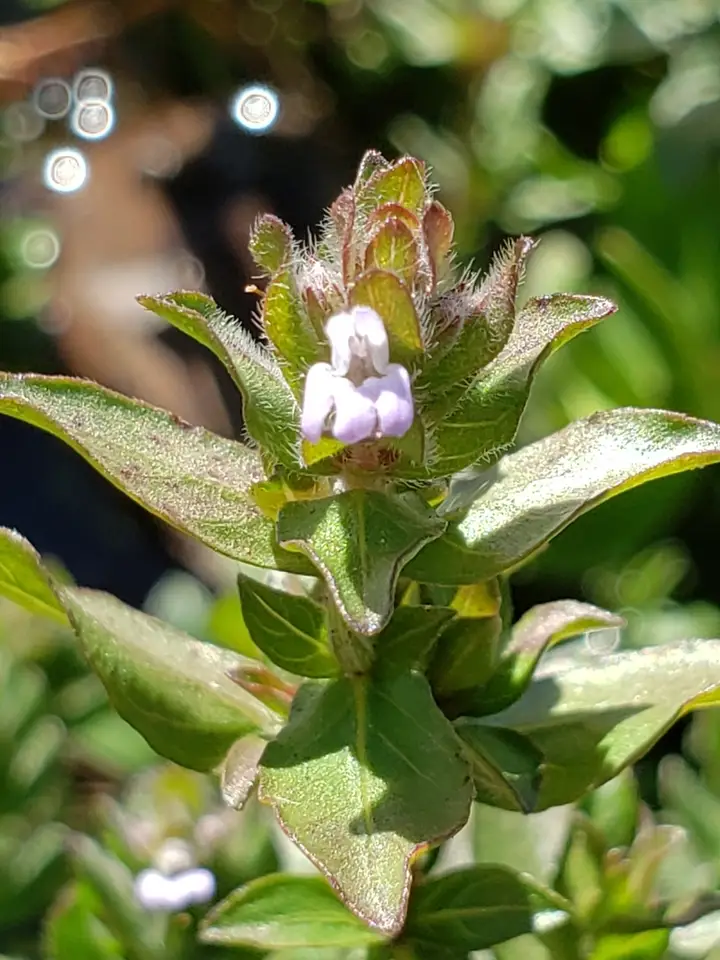 Indian Swampweed (Hygrophila polysperma)