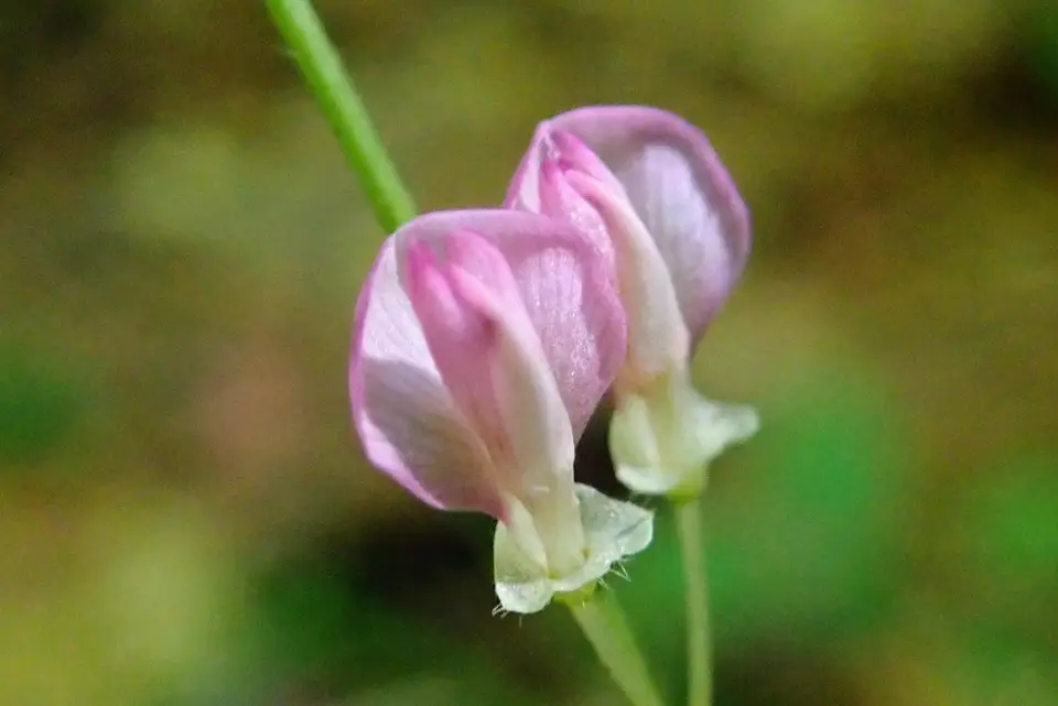 Pointed-Leaved Tick-Trefoil (Hylodesmum glutinosum)