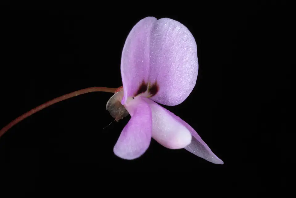 Naked-Flowered Tick-Trefoil (Hylodesmum nudiflorum)