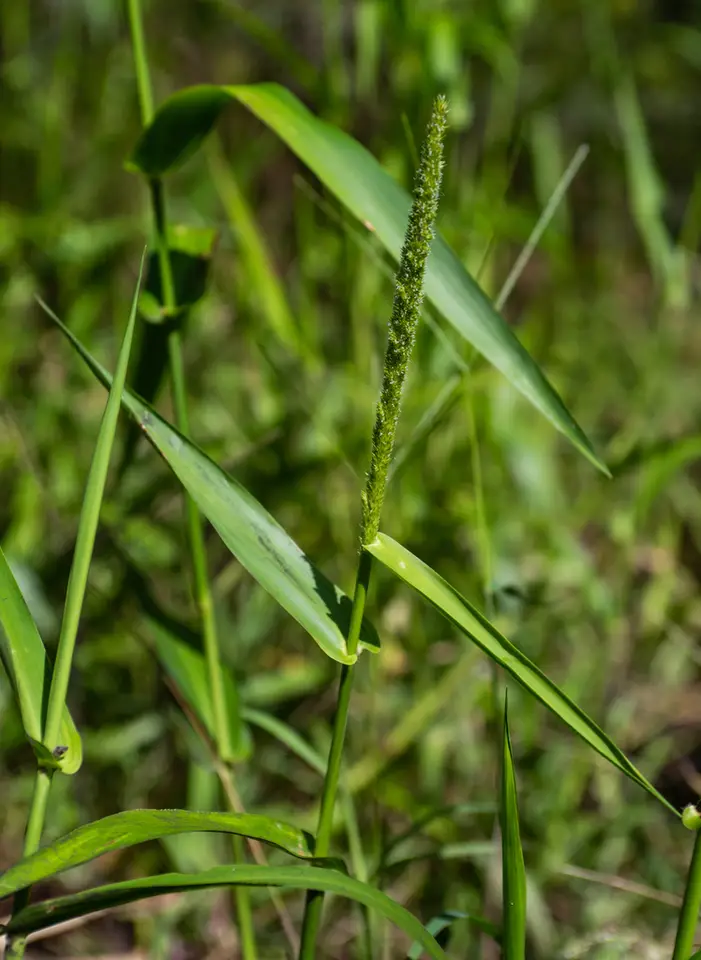 West Indian Marsh Grass (Hymenachne amplexicaulis)