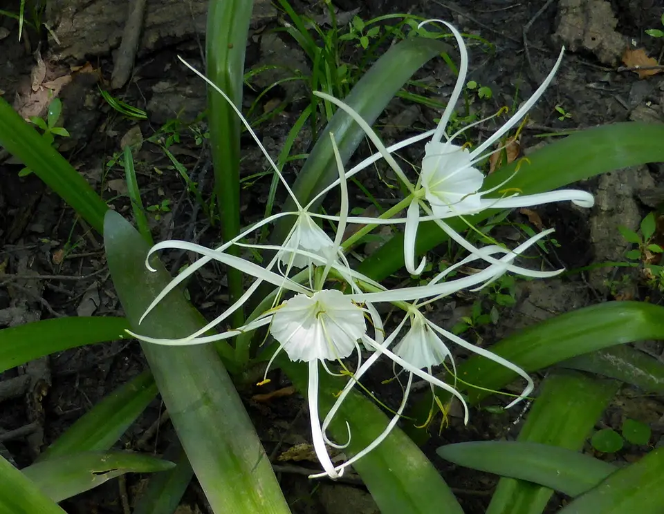 Hymenocallis choctawensis (Hymenocallis choctawensis)