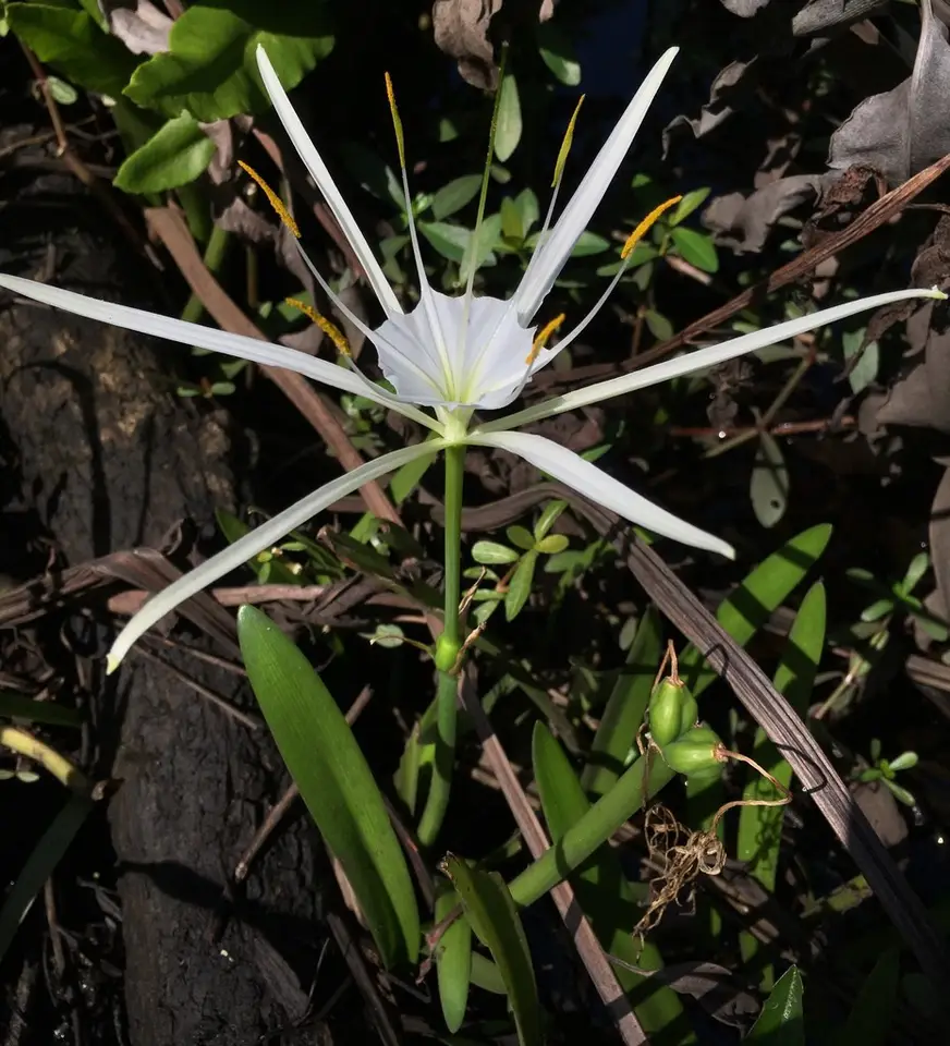 Coastal Carolina Spiderlily (Hymenocallis crassifolia)