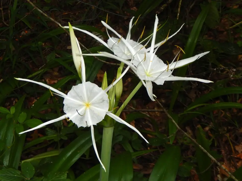 Whitesands Spiderlily (Hymenocallis duvalensis)