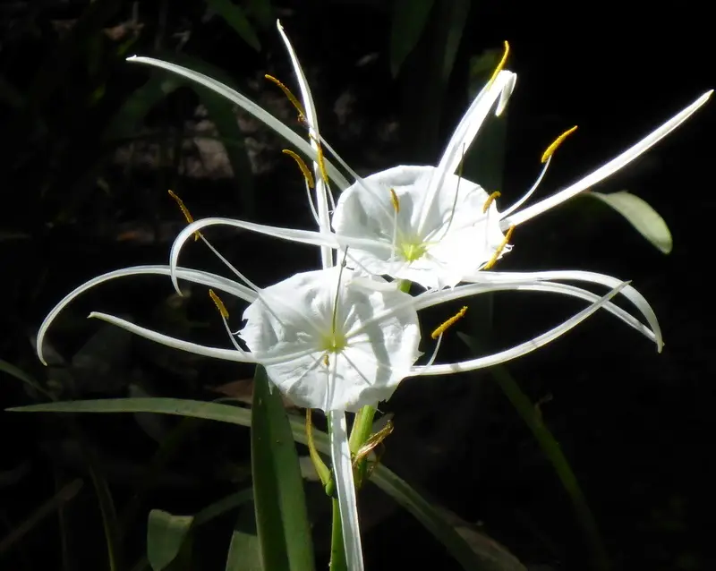 Cow Creek Spiderlily (Hymenocallis franklinensis)