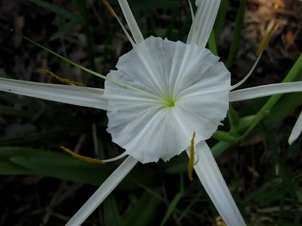 Gholson's Spider-Lily (Hymenocallis gholsonii)